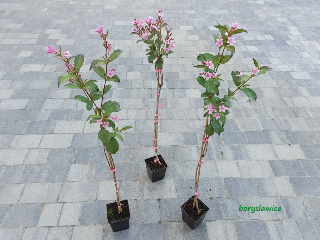 Krzewuszka Wczesna Bouquet Rose Na Pniu Weigela Szk ka Drzew I krzewuszka-wczesna-bouquet-rose-na-pniu-weigela-szk-ka-drzew-i